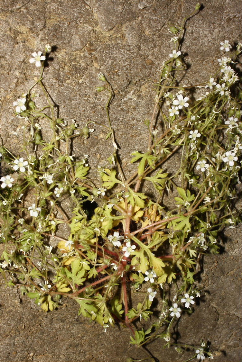 Saxifraga petraea / Sassifraga dei muri